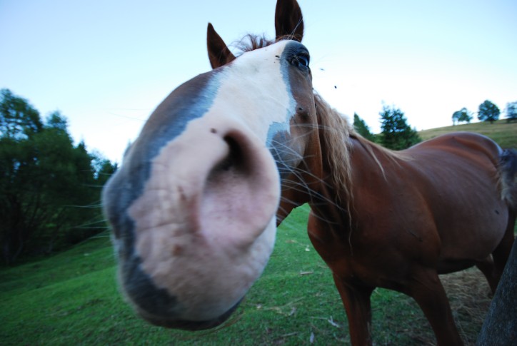 Transzgyimes 5 - Pac